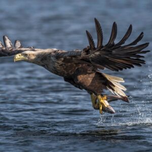 Een zeearend vangt een vis (foto: Bert Ooms)