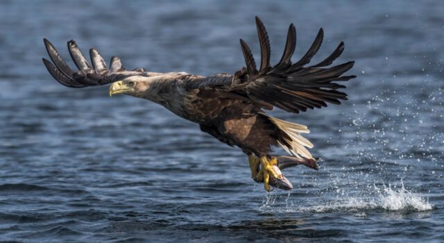 Een zeearend vangt een vis (foto: Bert Ooms)