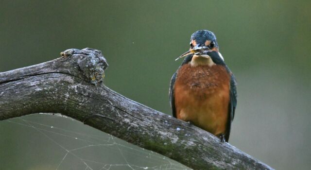 Een ijsvogel op een tak