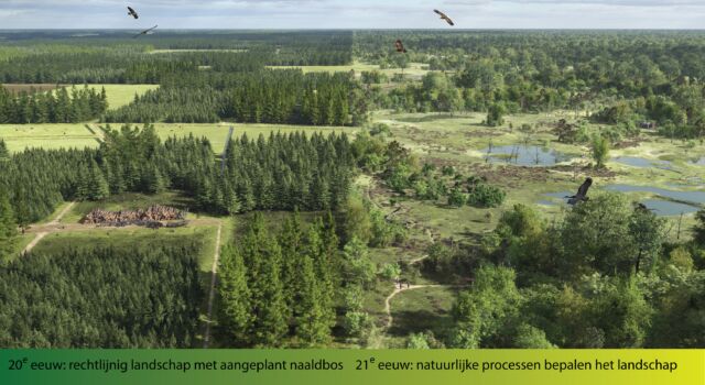Hier zie je hoe het productiebos (links) zich de komende decennia zou kunnen ontwikkelen naar een natuurlijker landschap (rechts).
