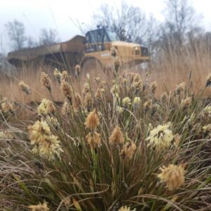 In natuurgebied De Witten werkt Staatsbosbeheer aan herstel van levend hoogveen (foto: Ruben Kluit - Staatsbosbeheer)