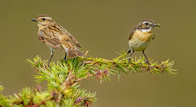 mannetje(rechts) en vrouwtje paapje. Foto. albert Brandsma