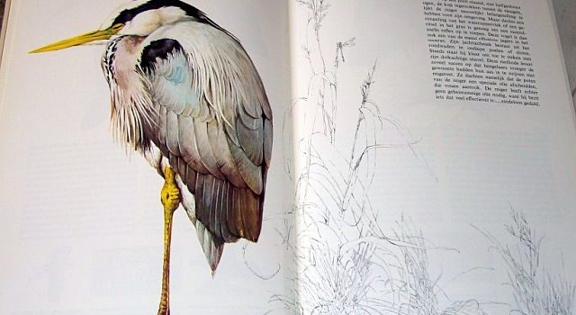 De reiger in Het Beste Vogelboek