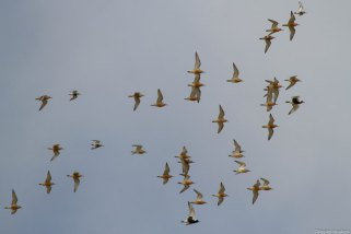 Steltlopers in vogelvlucht over Rottumeroog. Foto: Reinier Smabers