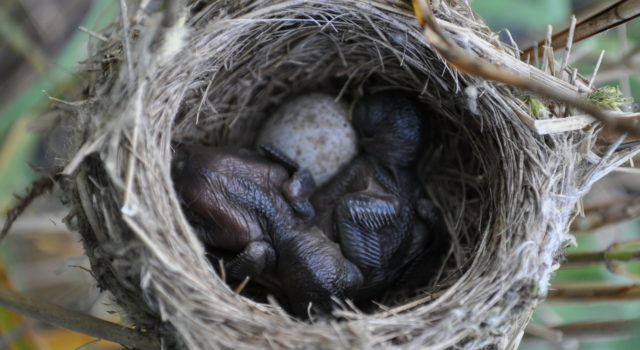 kuikens kleine karekiet met koekoeksei