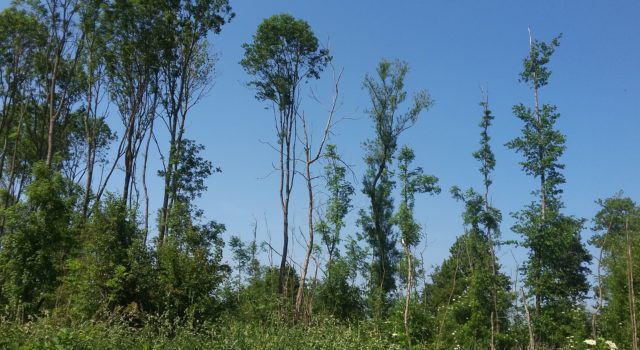 Essentaksterfte bosje Grashuis - Meedhuizen