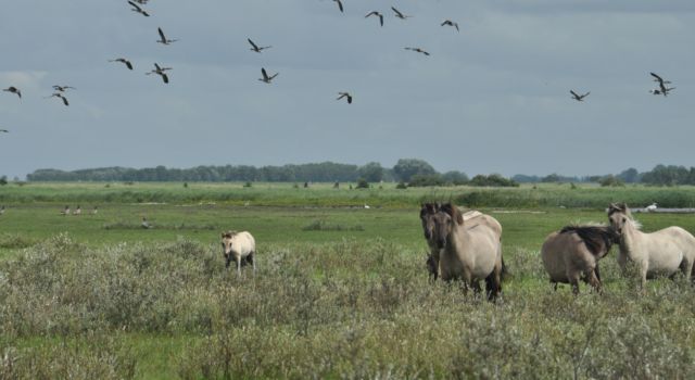 koniks Lauwersmeer - Aaldrik Pot