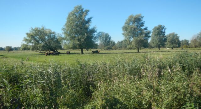 Zoutkamperplaat halfopen landschap Lauwersmeer met grazers