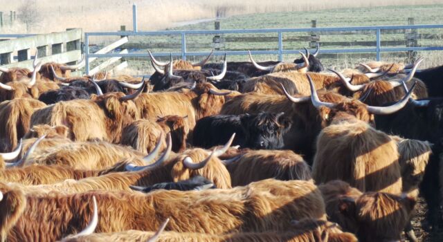 Hooglanders behandeldag Lauwersmeer