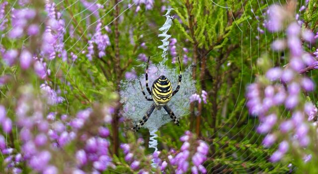 Wespspin in web tussen bloeiende struikheide.