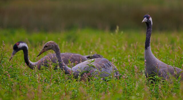 Kraanvogels met 11 weken oud jong