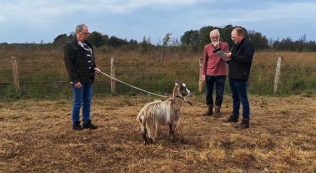 Bij het keuren worden de geiten aangelijnd. De uiterlijke kenmerken en hoogte worden genoteerd