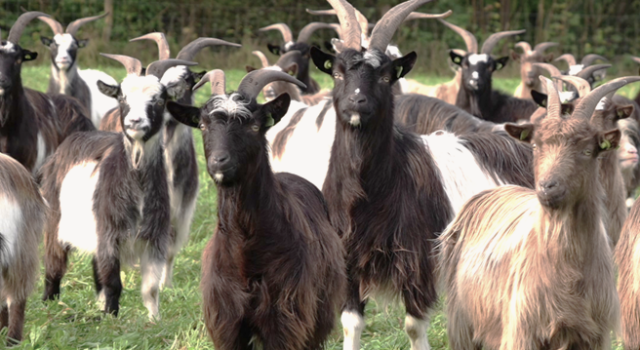 Geitenkudde met bok Alof in het midden