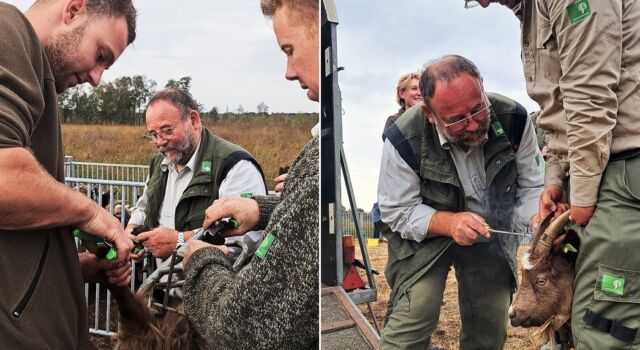 De hoeven van de geiten worden bekapt. In de hoorns wordt een brandmerk met een nummer gezet.