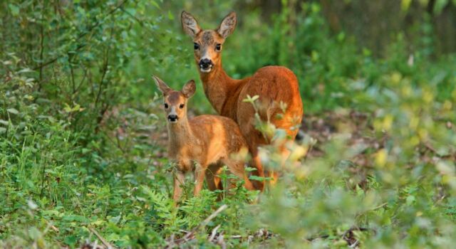 Moeder en kind houden van rust in hun leefgebied.