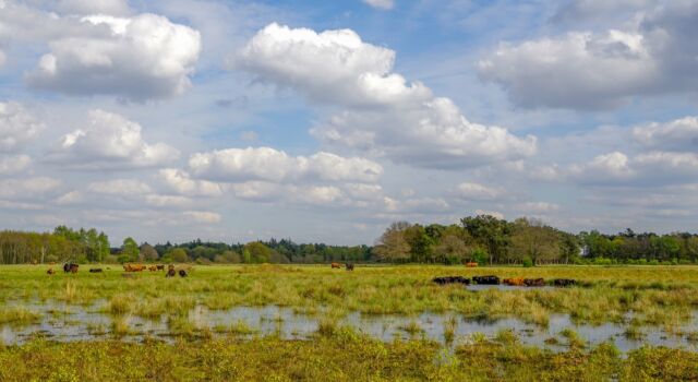 Oernatuur in De Maashorst