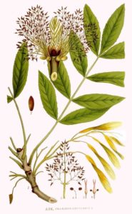 De es - Fraxinus excelsior