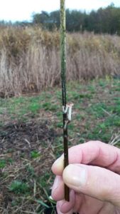 paddenstoel-op-riet