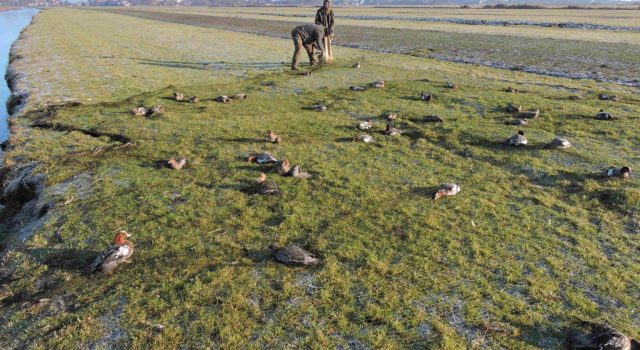 Onderzoekers van het NIOO-KNAW vangen met netten de smienten in de polder Zeevang. 