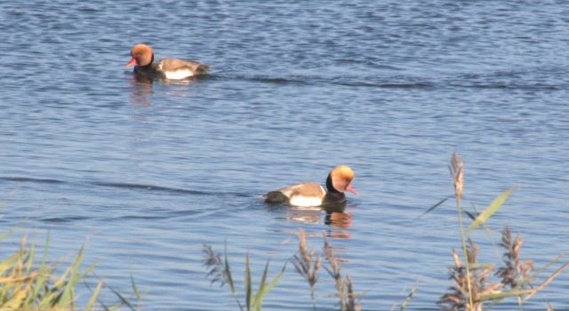 Krooneenden in de Gouwzee