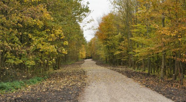 De opgeknapte paden in het Noorderbos.