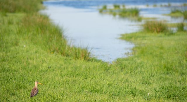 De Amsterdam Wetlands