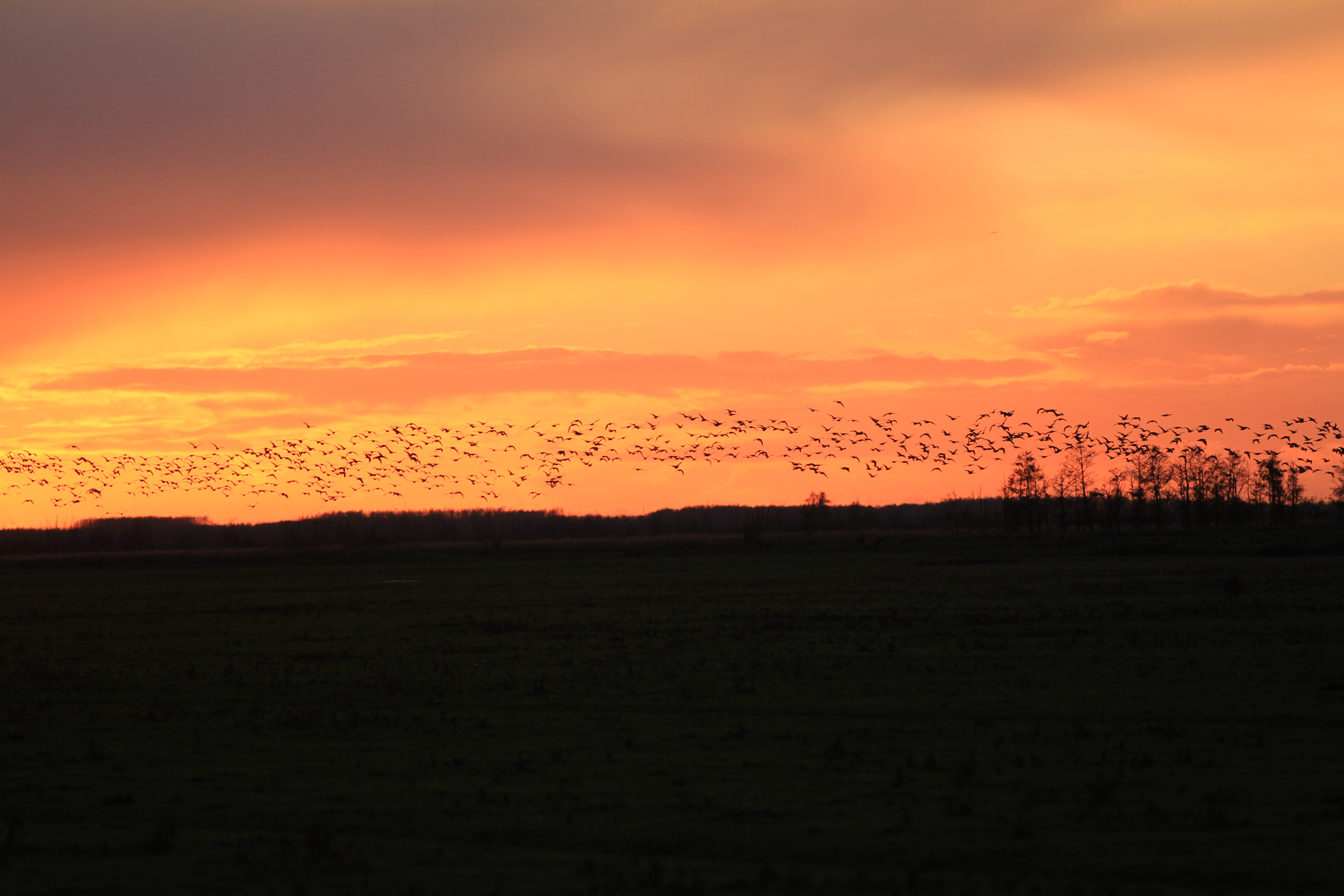 vogels bij zonsondergang