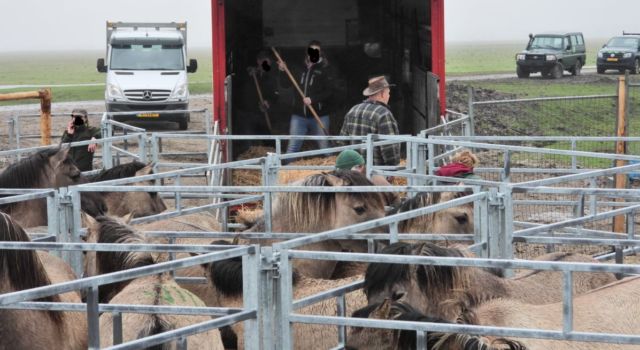 konikpaarden gaan op transport