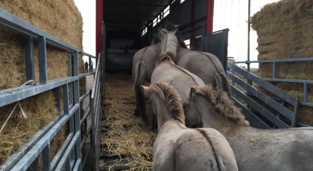 konikpaarden lopen vrachtwagen in