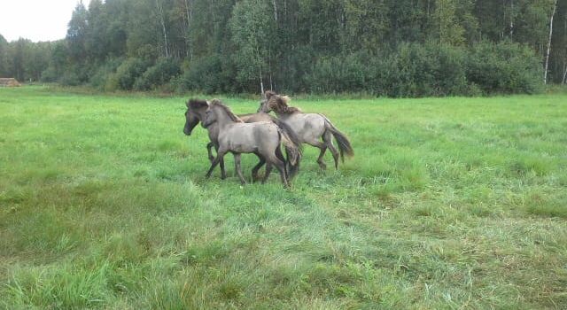 Konikpaarden in Wit-Rusland