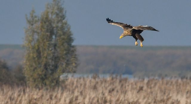 Bijzonder veel zeearenden in de Oostvaardersplassen ...