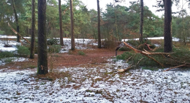 veiligheid in het bos