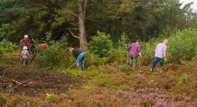 Vrijwilligers aan het werk op de Sallandse Heuvelrug. Foto: Adri Kodde