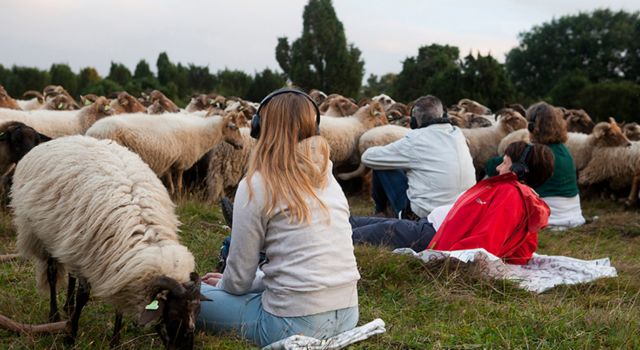 Een beleving bijna tussen de kudde