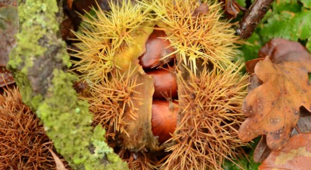 Tamme kastanjes | Foto: Aaldrik Pot, Staatsbosbeheer