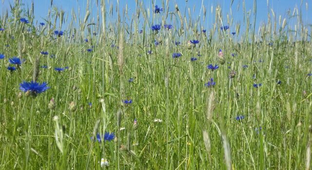 Bloeiende korenbloemen op een akker in het Springendal