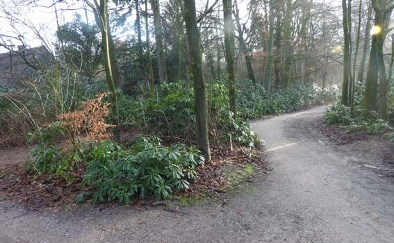 Rododendrons aan de Blauweweg