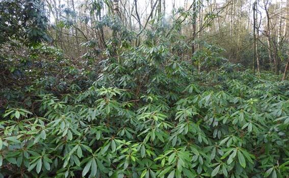 Rododendrons in het Springendal