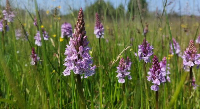 Gevlekte orchis in Punthuizen | Foto: Henk-Jan van der Veen