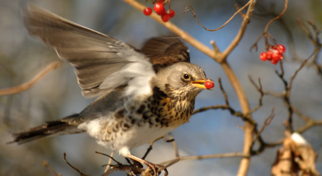 Kramsvogel met bes van de Gelderse roos