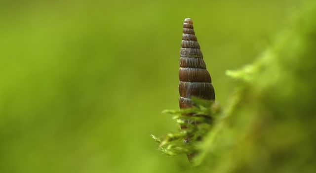 grote regenslak