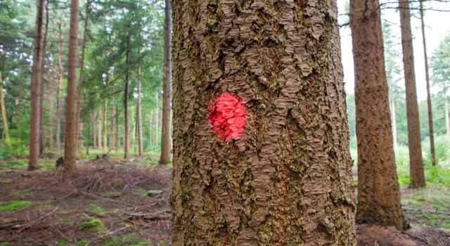 Een aangestipte boom