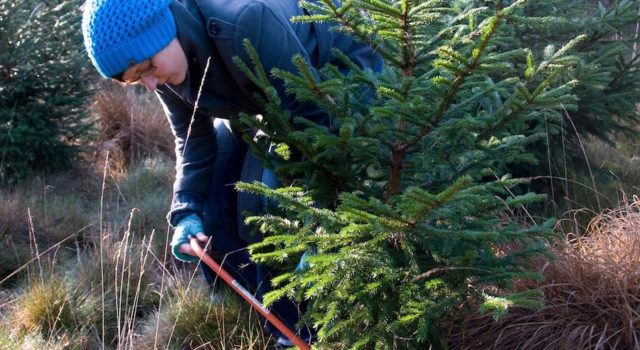 Kom je eigen kerstboom zagen!