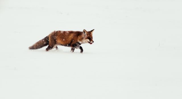 Vos in de sneeuw