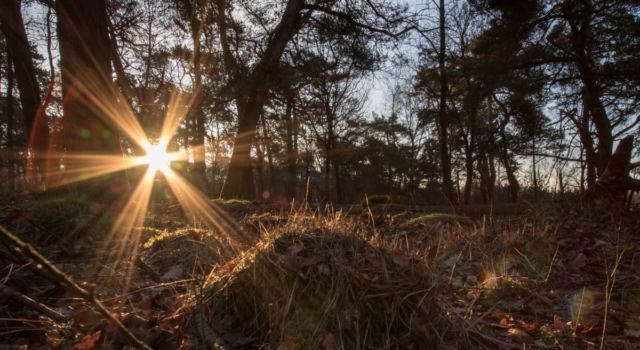 Winters bos, foto: Marco van de Burgwal