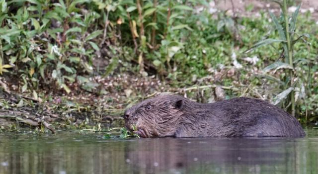 Bever in de Millingerwaard