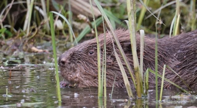 Bever Millingerwaard