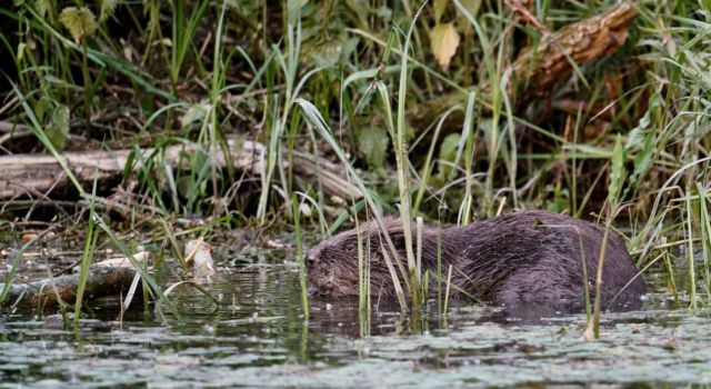 Bever in de Millingerwaard