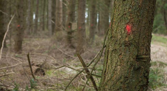 Een orde stip markeert bomen die weg gaan