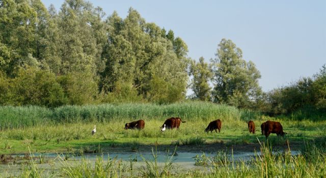 Rode geuzen en ooievaars in de Gendtse Waard